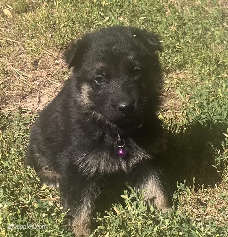 Purple collar female  – German Shepherd Dog puppy for sale in Spokane, WA