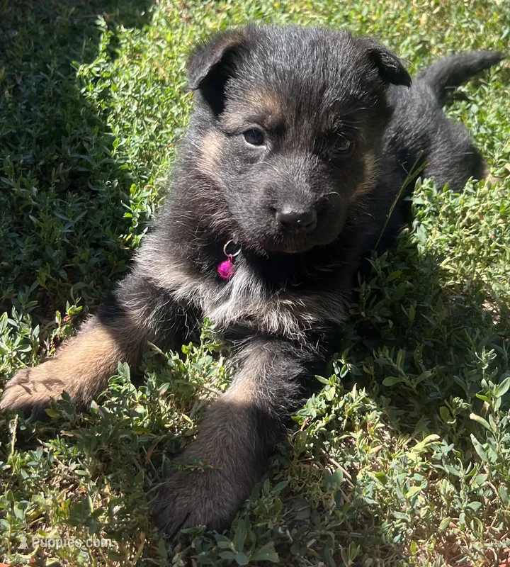 Pink collar girl black and tan – German Shepherd Dog puppy for sale in Spokane, WA