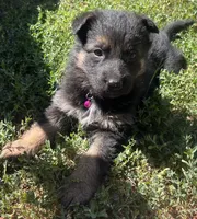 Pink collar girl black and tan, a female German Shepherd Dog for sale in Spokane, WA – 1 of 1