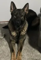 Gray Female, a female German Shepherd Dog for sale in Spokane, WA – Photo 2 of 3