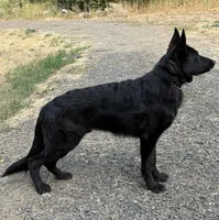 Gray Female, a female German Shepherd Dog for sale in Spokane, WA – Photo 3 of 3