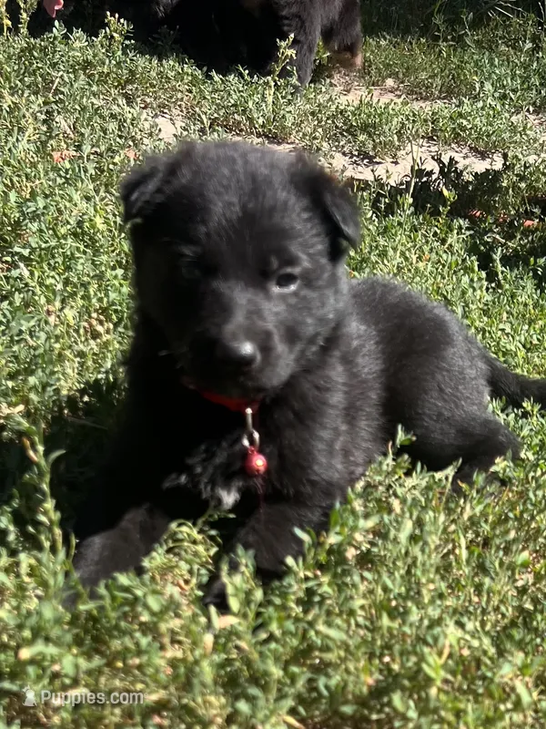 Red collar solid black girl  – German Shepherd Dog puppy for sale in Spokane, WA