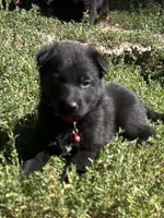Red collar solid black girl , a female German Shepherd Dog for sale in Spokane, WA – 1 of 1
