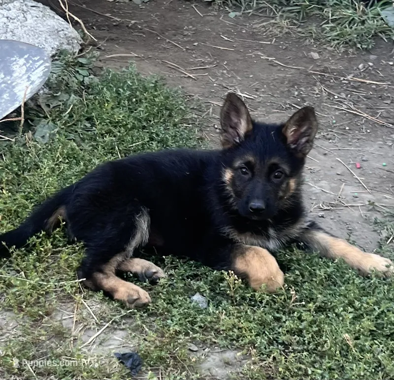 Pink collar girl black and tan – German Shepherd Dog puppy for sale in Spokane, WA