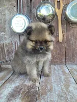 Katie, a female Pomeranian for sale in Orrville, OH – 2 of 7