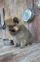 Katie, a female Pomeranian for sale in Orrville, OH – 5 of 7