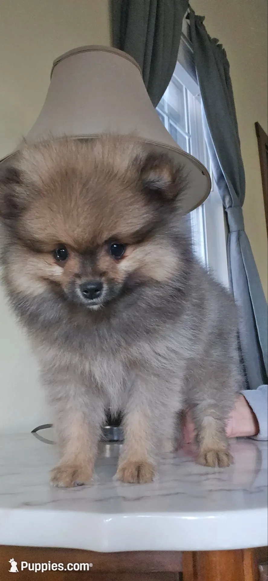Kassie - AKC, a female Pomeranian for sale in Orrville, OH – 2 of 8
