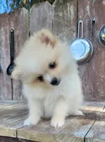 Daisy , a female Pomeranian for sale in Orrville, OH – 4 of 5