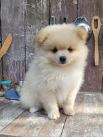 Jesse, a male Pomeranian for sale in Orrville, OH – 4 of 7