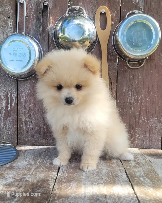 Jesse – Pomeranian puppy for sale in Orrville, OH