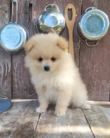 Jesse, a male Pomeranian for sale in Orrville, OH – 1 of 7