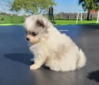 Finn, a male Pomeranian for sale in Orrville, OH – Photo 3 of 5