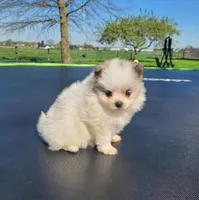 Finn, a male Pomeranian for sale in Orrville, OH – Photo 4 of 5
