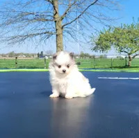 Finn, a male Pomeranian for sale in Orrville, OH – Photo 2 of 5