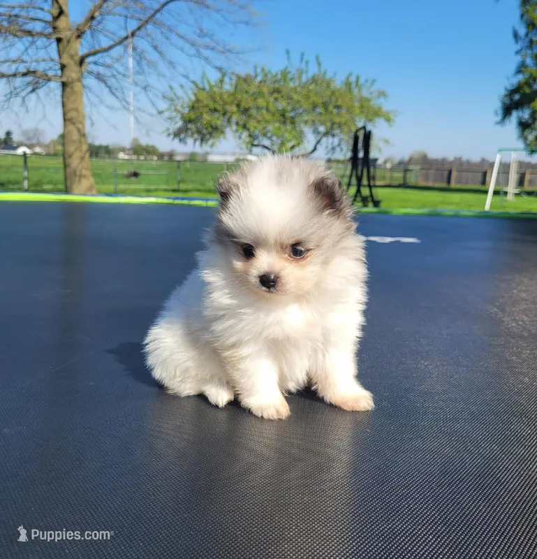 Finn – Pomeranian puppy for sale in Orrville, OH