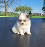 Finn, a male Pomeranian for sale in Orrville, OH – Photo 1 of 5
