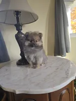 Kassie - AKC, a female Pomeranian for sale in Orrville, OH – 7 of 8