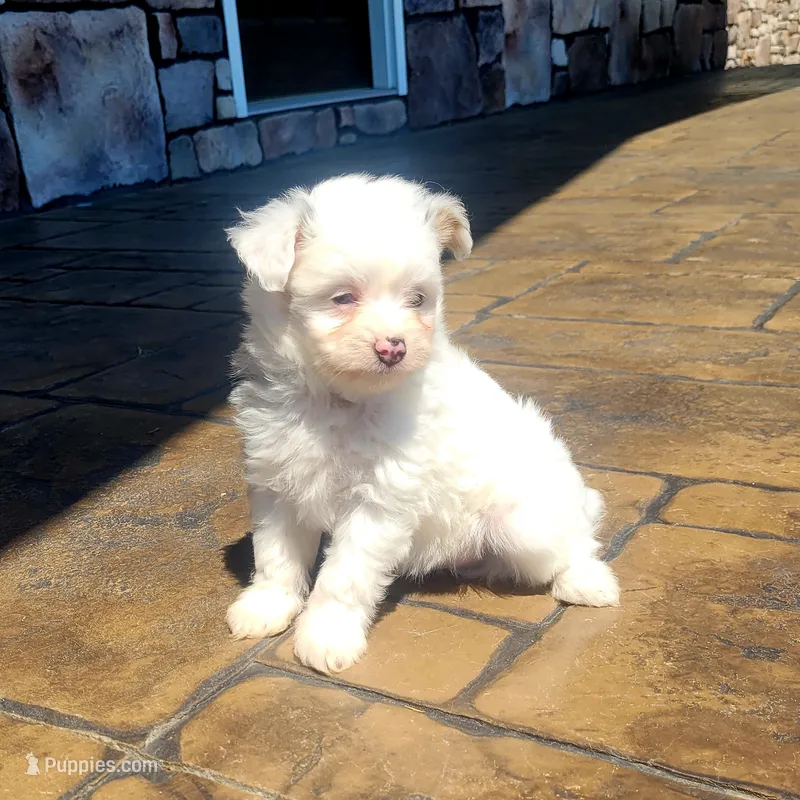Willy – Pomapoo puppy for sale in Orrville, OH