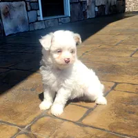 Willy, a male Pomapoo for sale in Orrville, OH – 1 of 2