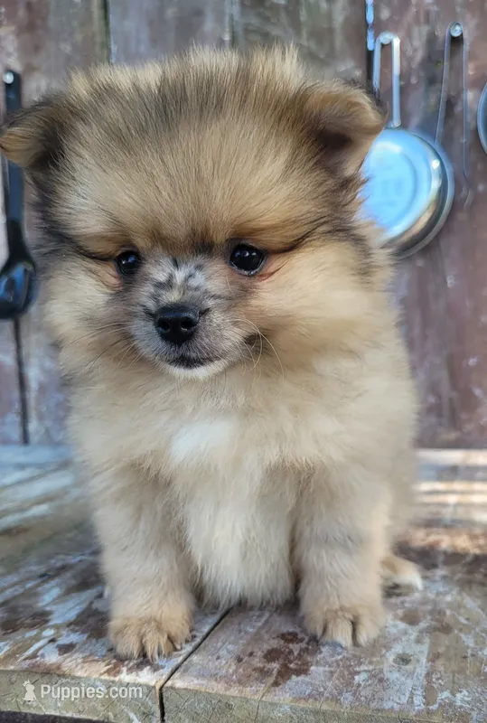 Bo – Pomeranian puppy for sale in Orrville, OH