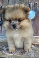 Bo, a male Pomeranian for sale in Orrville, OH – 1 of 5