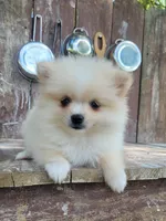 Daisy , a female Pomeranian for sale in Orrville, OH – 2 of 5