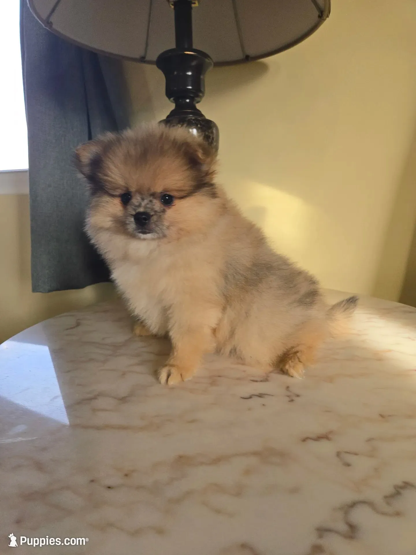 AKC - Merle Bo, a male Pomeranian for sale in Orrville, OH – 1 of 3