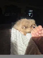 Luke, a male Pomeranian for sale in Orrville, OH – 3 of 4