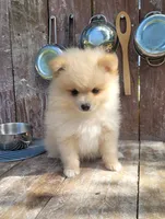Jesse, a male Pomeranian for sale in Orrville, OH – 2 of 7