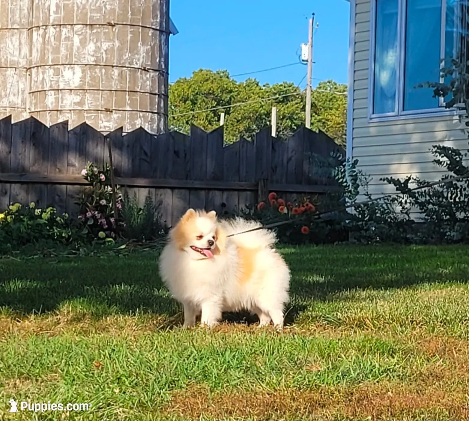 Katie, a female Pomeranian for sale in Orrville, OH – 7 of 7