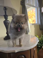 Kassie - AKC, a female Pomeranian for sale in Orrville, OH – 6 of 8