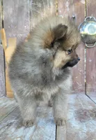 Katie, a female Pomeranian for sale in Orrville, OH – 3 of 7