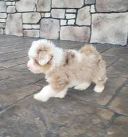 Choco bomb, a male Pomapoo for sale in Orrville, OH – 2 of 5