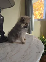 Kassie - AKC, a female Pomeranian for sale in Orrville, OH – 5 of 8