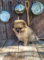 Bo, a male Pomeranian for sale in Orrville, OH – 3 of 5