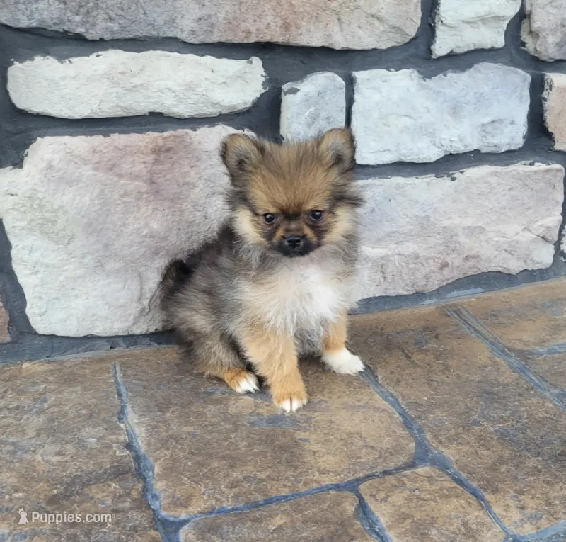 Rex  – Pomeranian puppy for sale in Orrville, OH
