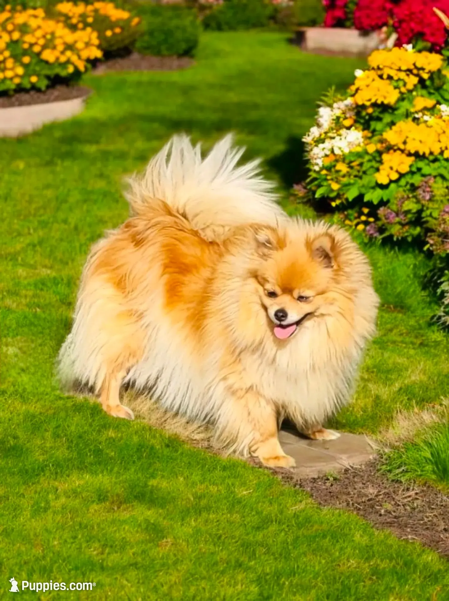 Katie, a female Pomeranian for sale in Orrville, OH – 6 of 7