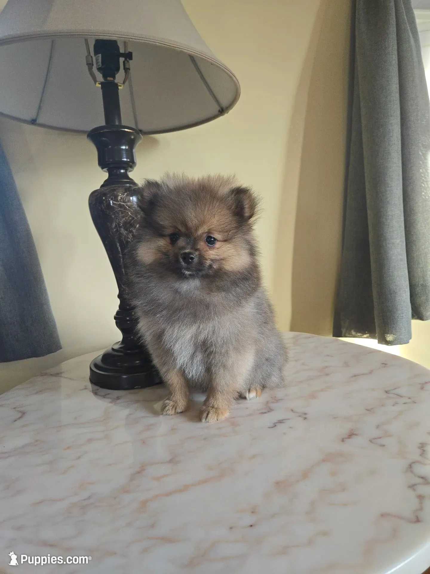 Kassie - AKC, a female Pomeranian for sale in Orrville, OH – 1 of 8