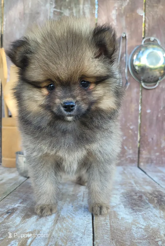 Katie – Pomeranian puppy for sale in Orrville, OH