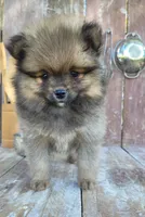 Katie, a female Pomeranian for sale in Orrville, OH – 1 of 7
