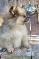Bo, a male Pomeranian for sale in Orrville, OH – 2 of 5