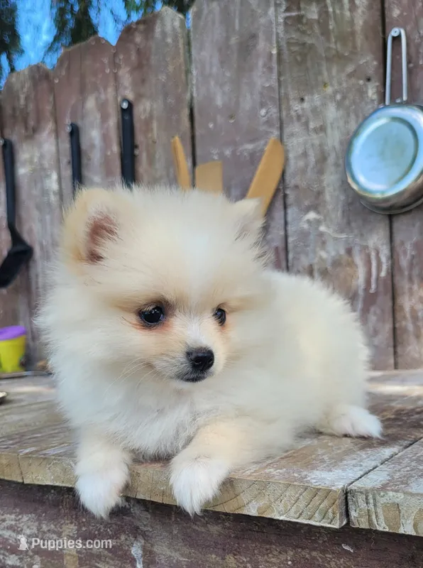 Daisy  – Pomeranian puppy for sale in Orrville, OH