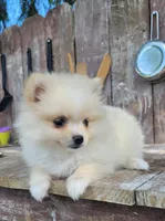 Daisy , a female Pomeranian for sale in Orrville, OH – 1 of 5