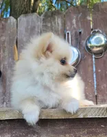 Daisy , a female Pomeranian for sale in Orrville, OH – 5 of 5