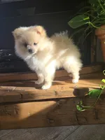 Jimmy - AKC, a male Pomeranian for sale in Orrville, OH – 4 of 4