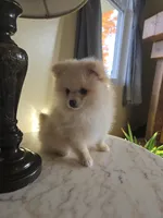 Jimmy - AKC, a male Pomeranian for sale in Orrville, OH – 3 of 4