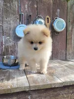 Jesse, a male Pomeranian for sale in Orrville, OH – 7 of 7