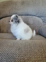 Finn, a male Pomeranian for sale in Orrville, OH – 3 of 3