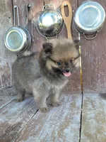 Katie, a female Pomeranian for sale in Orrville, OH – 4 of 7