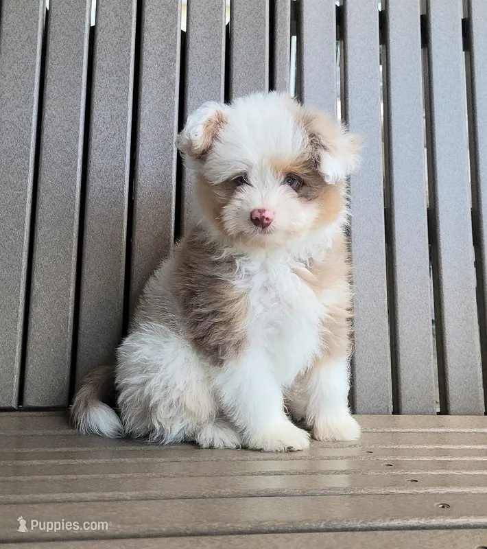 Choco bomb – Pomapoo puppy for sale in Orrville, OH